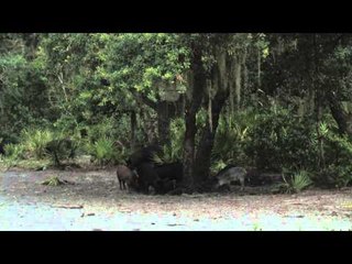 Dead Down Wind's Live the Wild Life - Florida Hogs