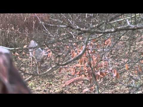 Adrenaline Junkies - Sweet November