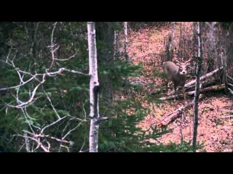 A-Way Outdoors - Michigan Salmon and Canadian Whitetails