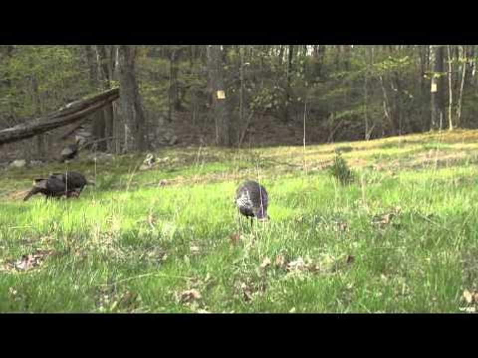Dead Down Wind's Live the Wild Life - New York Turkeys