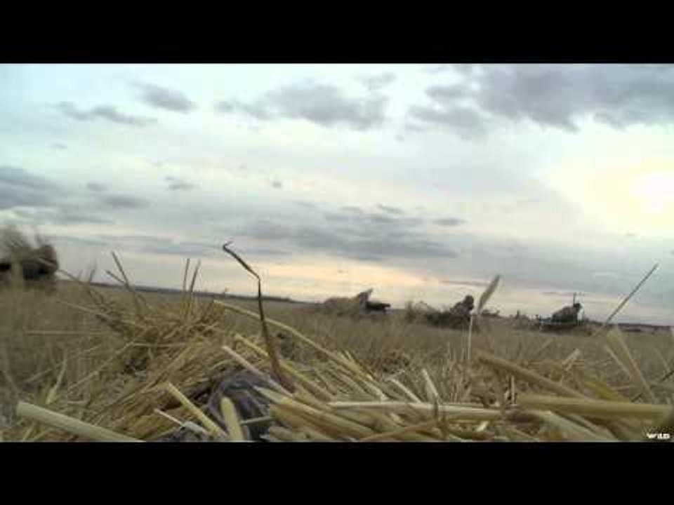 Trigger Effect - High Wind Honkers