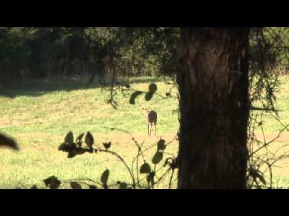 Excalibur's Huntin' the Backwoods - Thunder in the Valley
