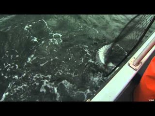 North American Fisherman  - Alaska's Best - Salmon and Halibut