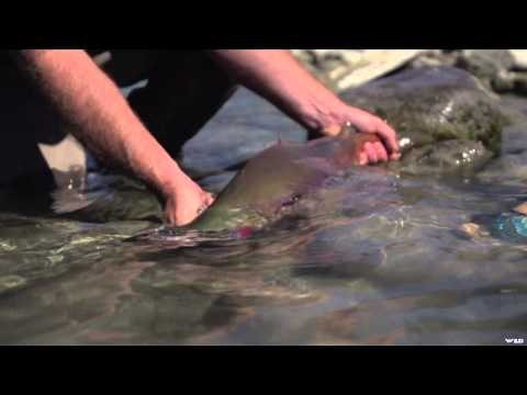 Sportsman 360 TV - Fly Fishing Adventure
