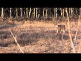 Canadian Whitetail Television - Triple Beam Dreams