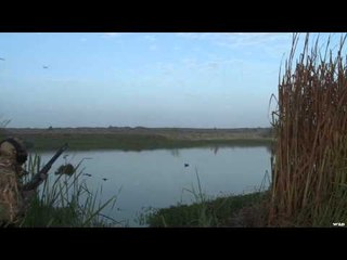 Mojo TV - Patos of Peru