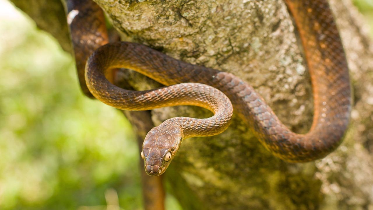 Top 6 Animals That Could Take Over the World