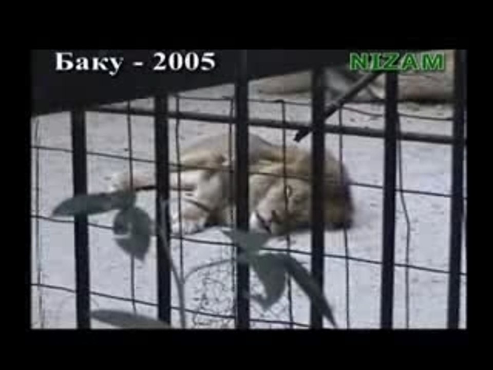 LION qui dit ALLAH
