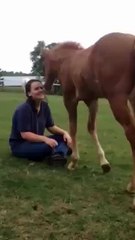 Horse sitting in Girl Lap