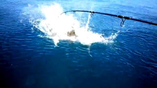 Amazing Shark Attack Captured On Camera  Horrific Shark Attack Video -
