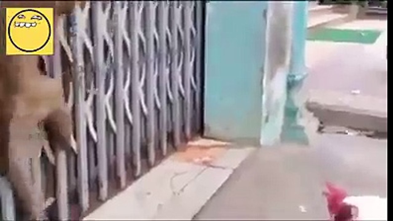 Monkey Vs. Rooster.. who will win