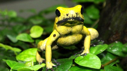 Top 6 Fastest Killing Animals In the World 2016