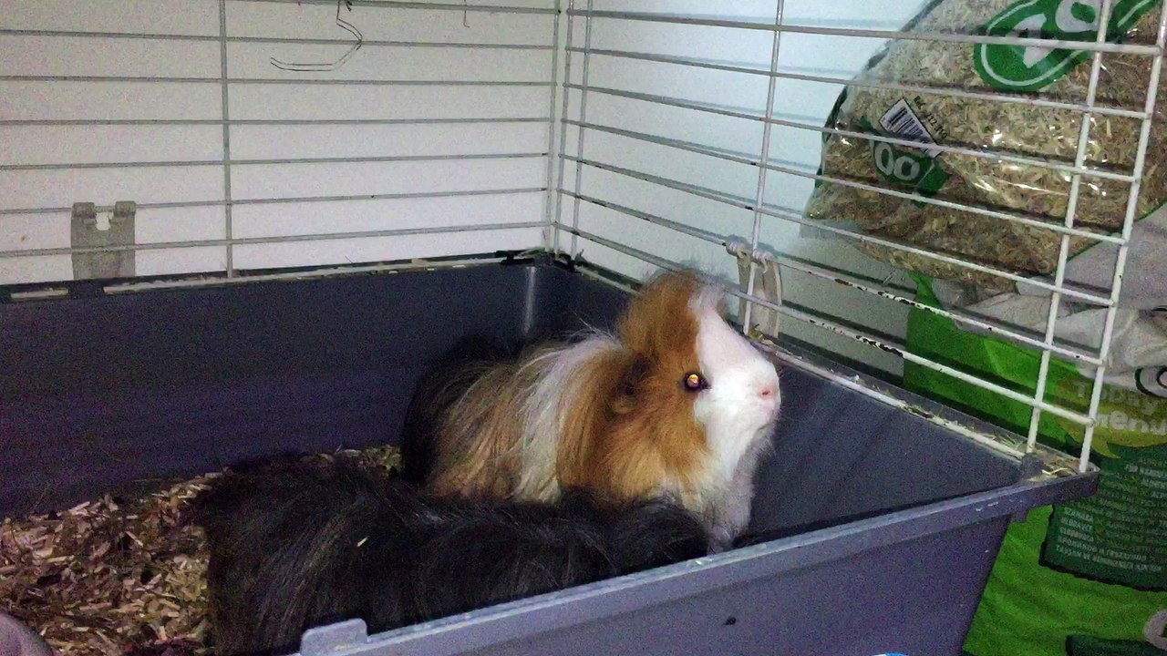 Flynn et Belle péruviens