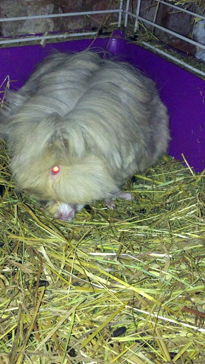 Mise bas Galadrielle