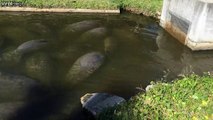 Manatees warming themselves in the sun in a canal
