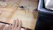 Amarica whip Spider Bites the Hand.