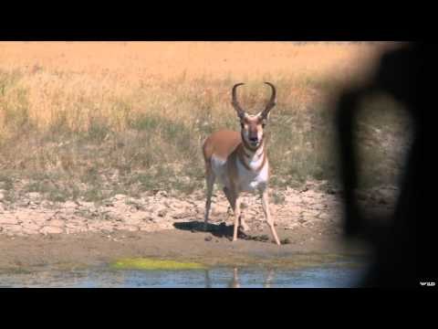 North American Hunter - Wyoming Pronghorn/South Dakota Pheasant