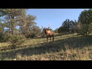 Outdoor Edge Love of the Hunt  - New Mexico Elk Show