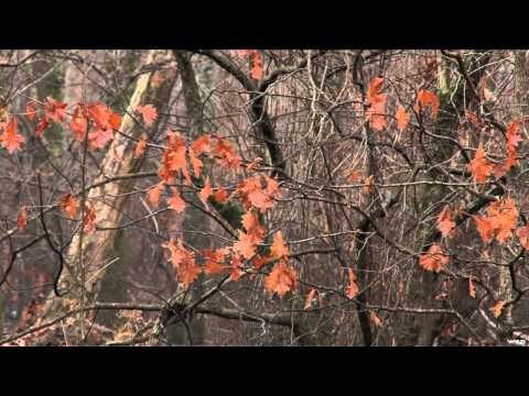 Silent Draw Outdoors - Wounded Warrior Duck Part 2