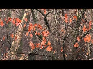 Silent Draw Outdoors - Wounded Warrior Duck Part 2