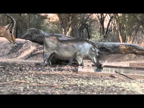 Excalibur's Huntin' the Backwoods - Back in the Bushveld Part 2