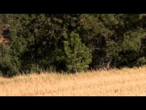 Intrepid Outdoors - Wyoming Whitetail