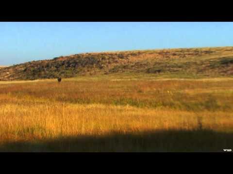 Primos - The Truth About Hunting - Gun Hunts Elk in New Mexico