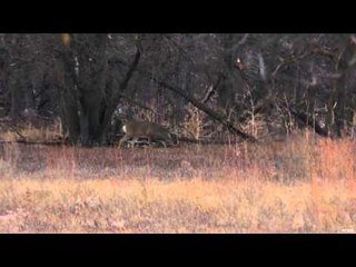 The Zone - South Dakota and Nebraska Deer