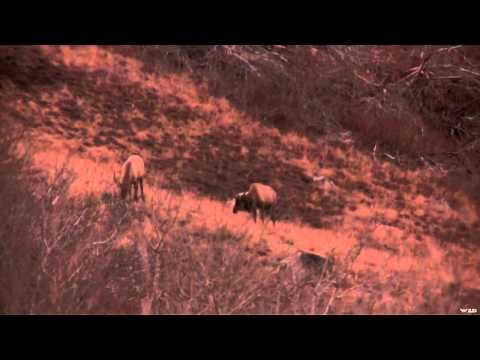 Outdoor Edge Love of the Hunt - Nevada Elk Show