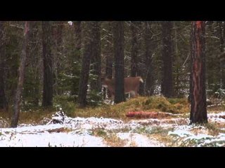 Wildgame Nation - The South Meets The North