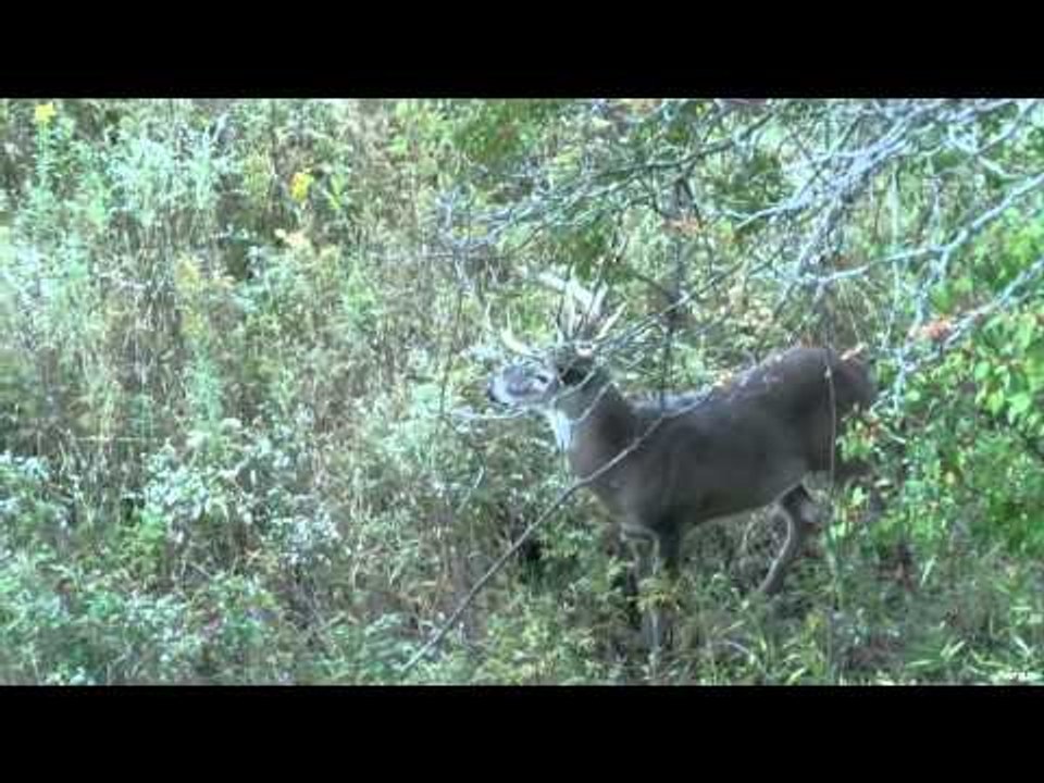 Excalibur's Huntin' the Backwoods - Opening Day Trifecta
