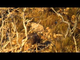 Long Range Pursuit - A 1000 Inches of Antler