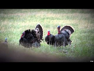 Intrepid Outdoors - Arrupe Jesuit High School Benefit Wyoming Hunt Package