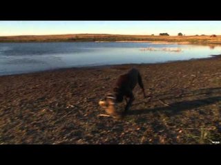 SportingDog Adventures - Kids & Calls
