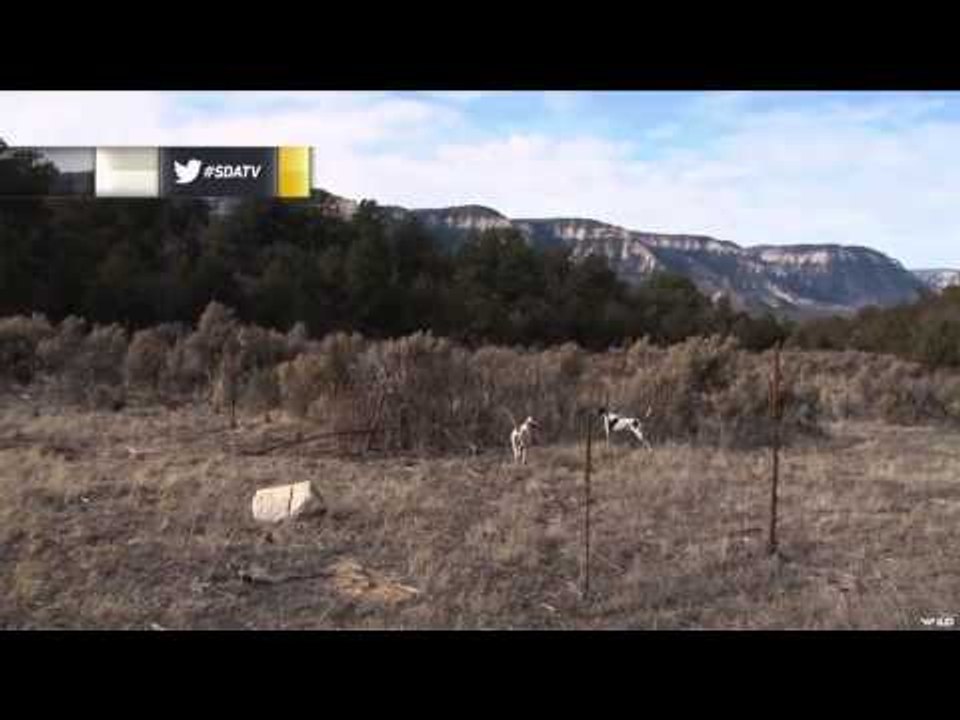 SportingDog Adventures - Mile High Upland