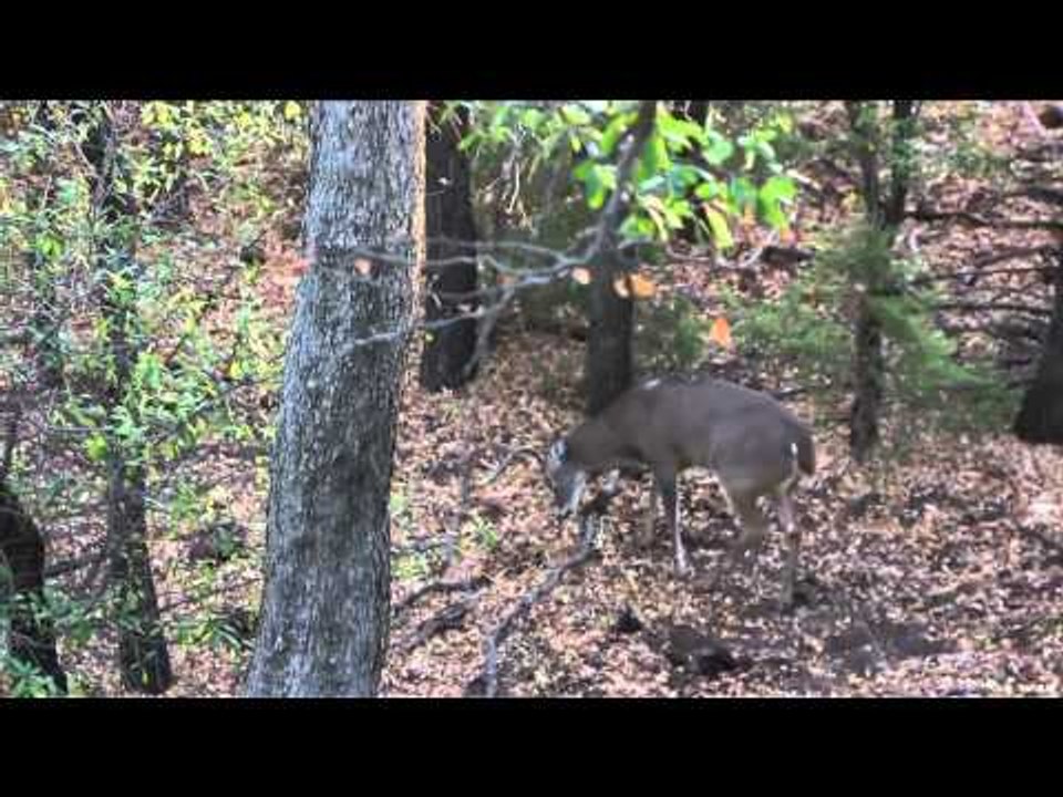 SOLO Hunter TV - November Archery Rut with Tim Burnett