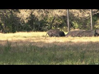 A-Way Outdoors  - Seminole Hogs