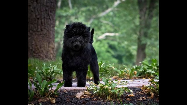 Топ-10 самых дорогих собак мира