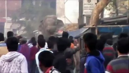 Un éléphant sème panique et destruction dans une ville indienne