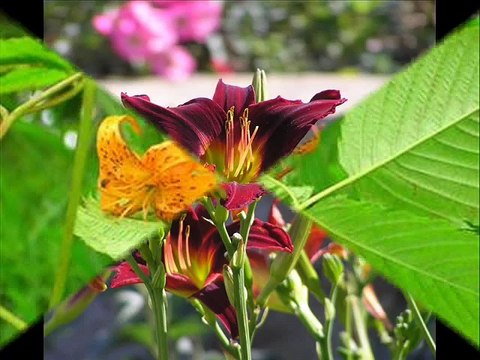 Лилия в райском саду