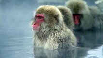 Snow Monkeys Meditating in a Hot Spring in Jigokudani, Japan