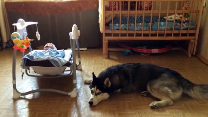 Husky knows how to comfort your baby