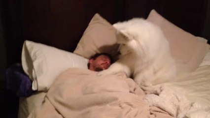 Descargar video: Cute dog Wakes Dad UP - Adorable