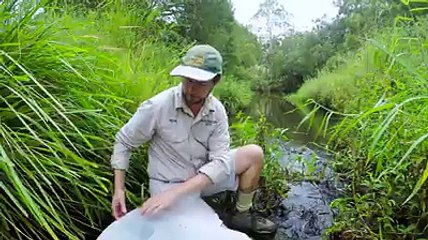 Percy, le petit ornithorynque sauvé des égouts !