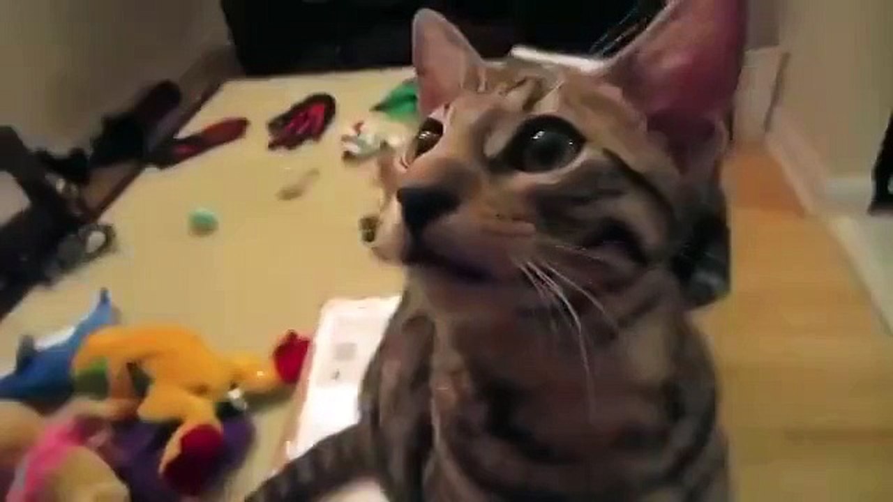 Это просто Ржака ! Супер Кот ! Прикол