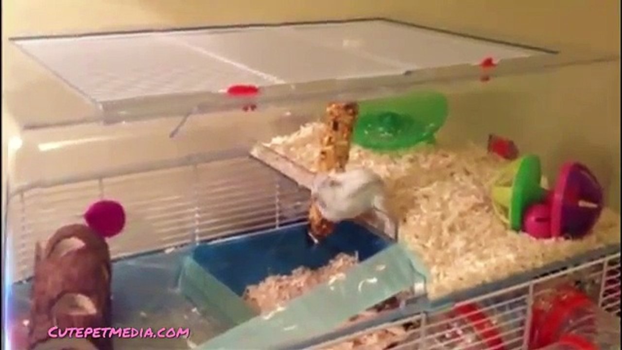 Funny Animal Fails Compilation 2016