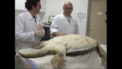 Kıbrıs'ta bulunan dev yeşil kaplumbağa tedavi altında