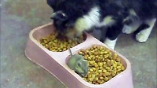 Cat And Mouse Eating In Harmony