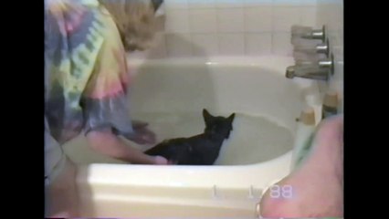 Cat Bath Fail