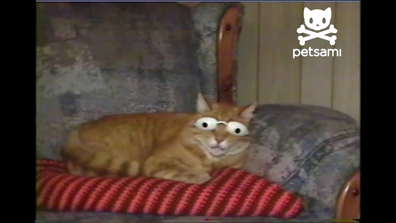 Cat chills out with tanning goggles on